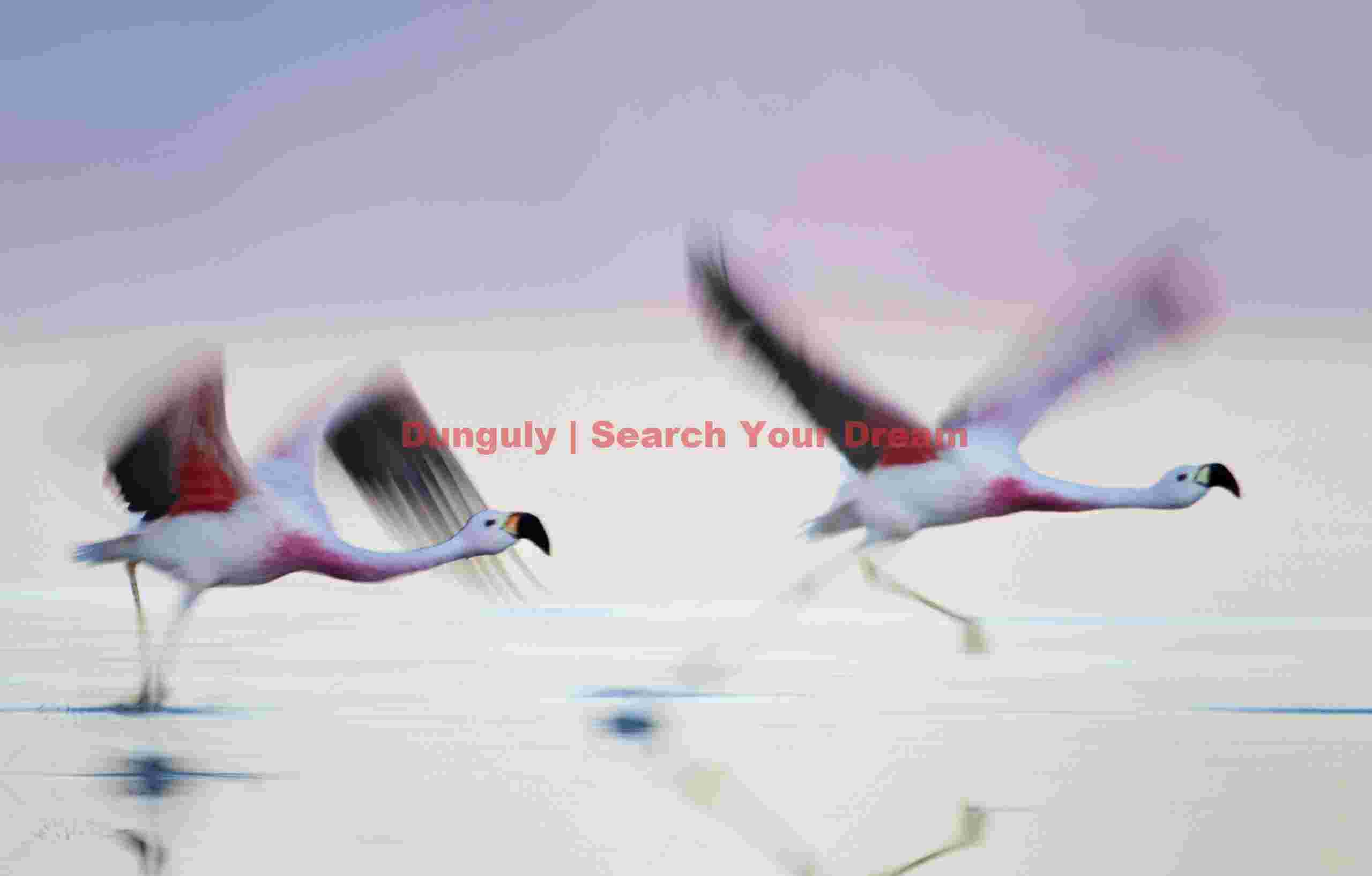 Flora & fauna (mostly flamingos!) of Bolivia & Chile Flora & Fauna (mostly Flamingos!) of Bolivia & Chile