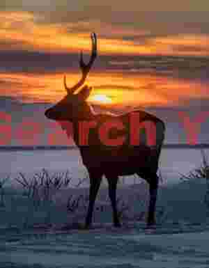 Group of sika deer