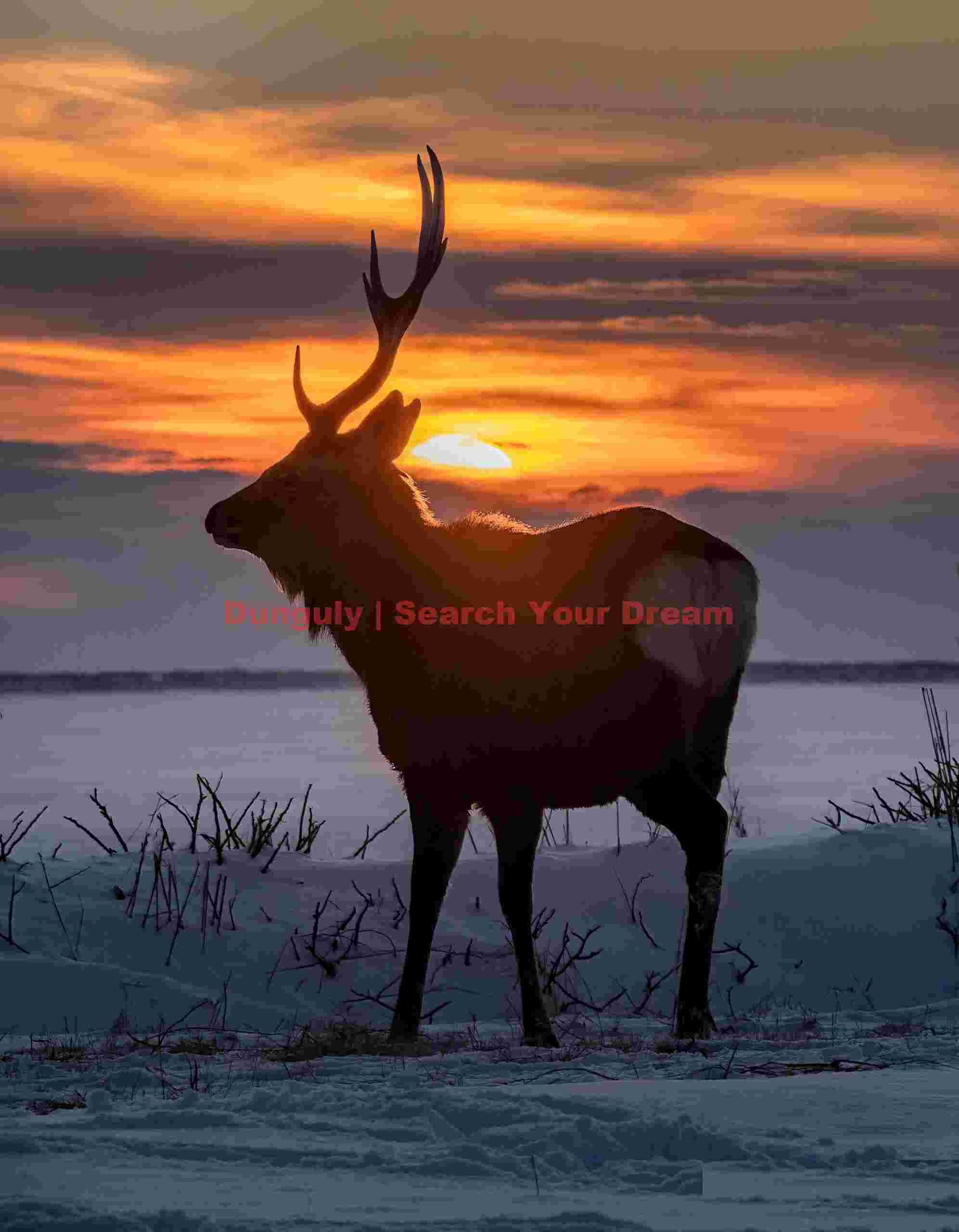 Group of sika deer; Notsuke peninsula, Hokkaido Group of sika deer