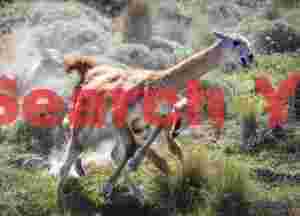Guanaco Chase with Dust #1