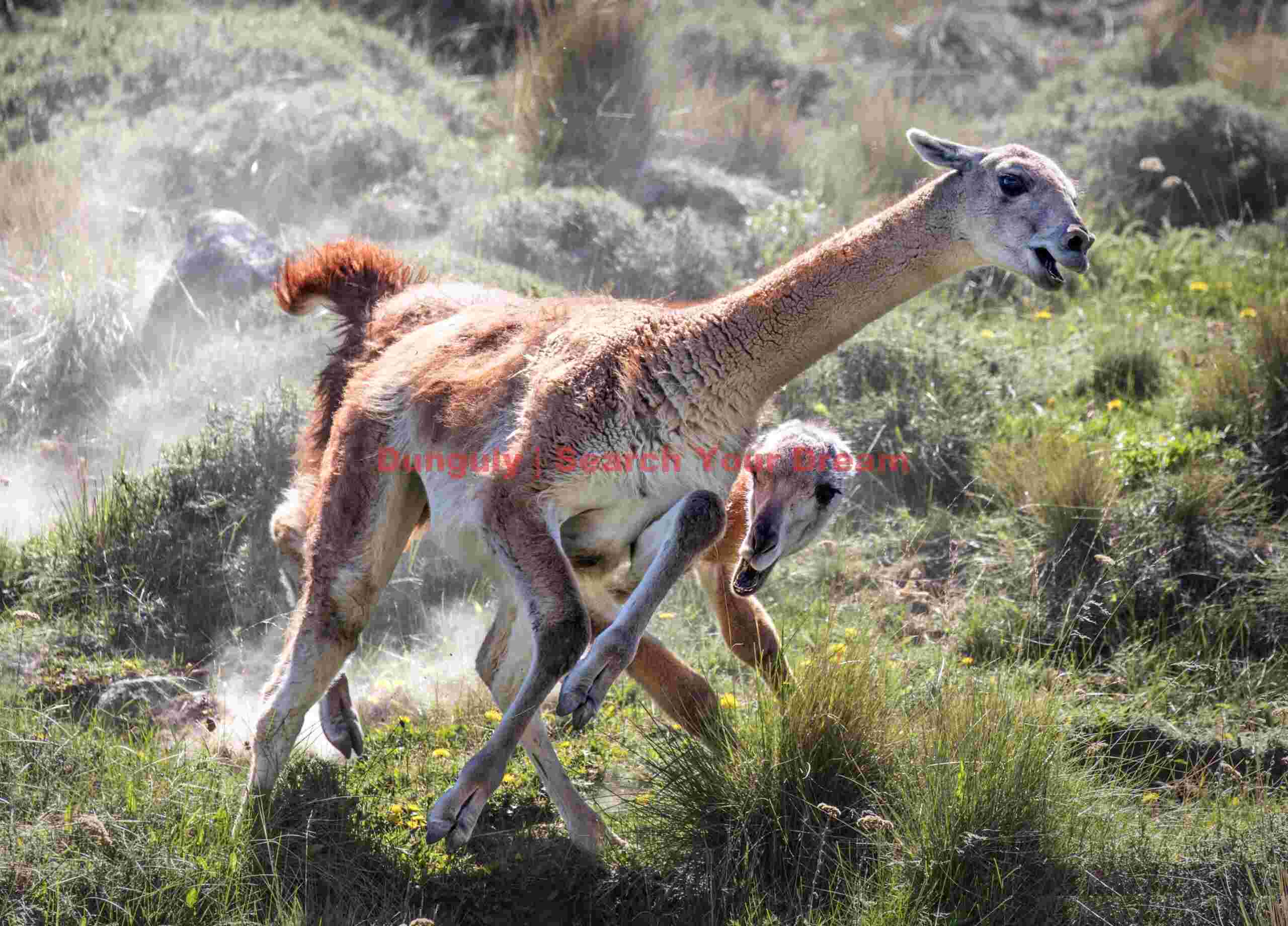 Guanaco chase with dust #1; Parque Patagonia Guanaco Chase with Dust #1