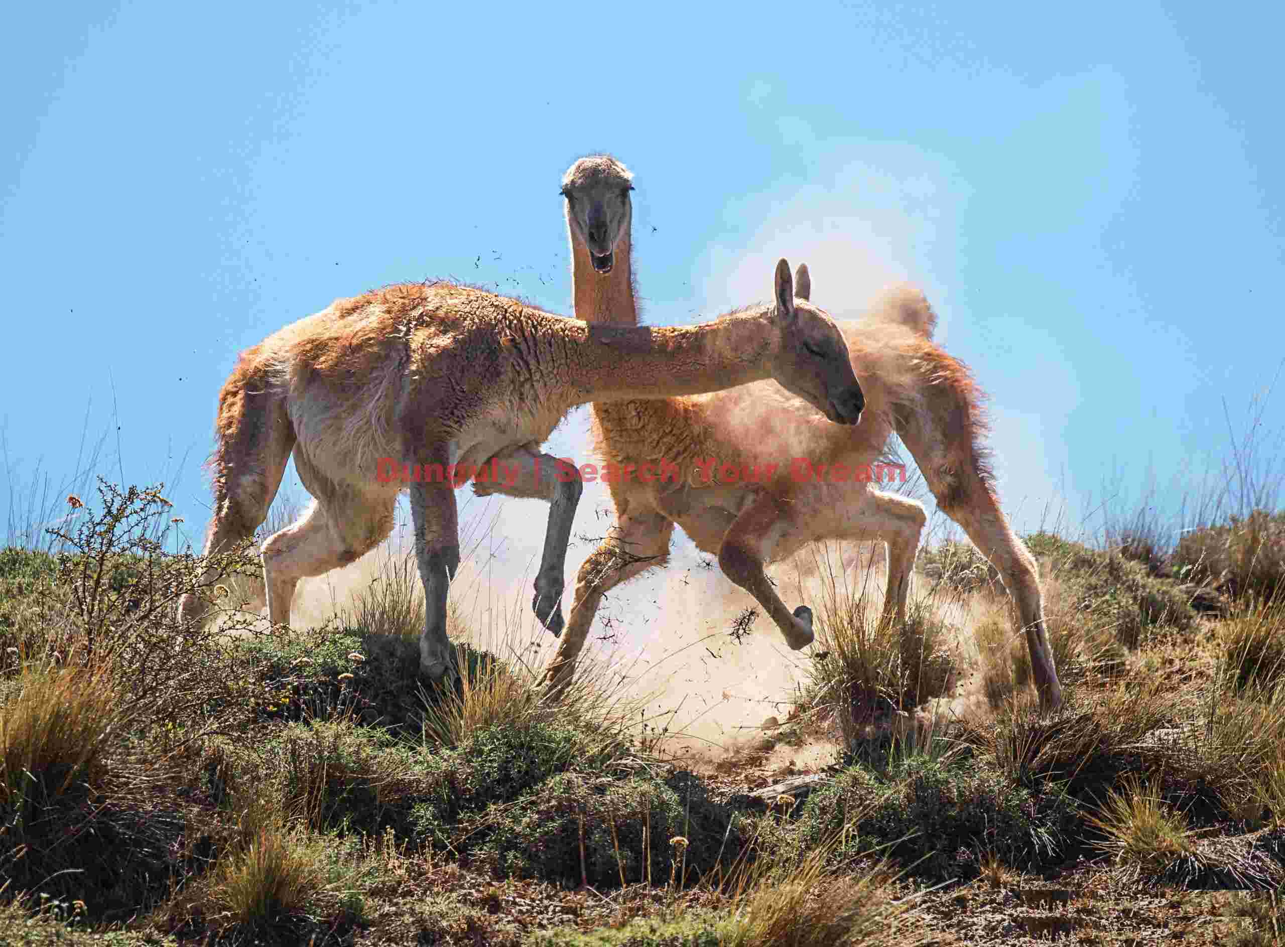 Guanaco chase with dust #3; Parque Patagonia Guanaco Chase with Dust #3