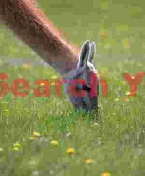 Guanaco Nibbling Grass