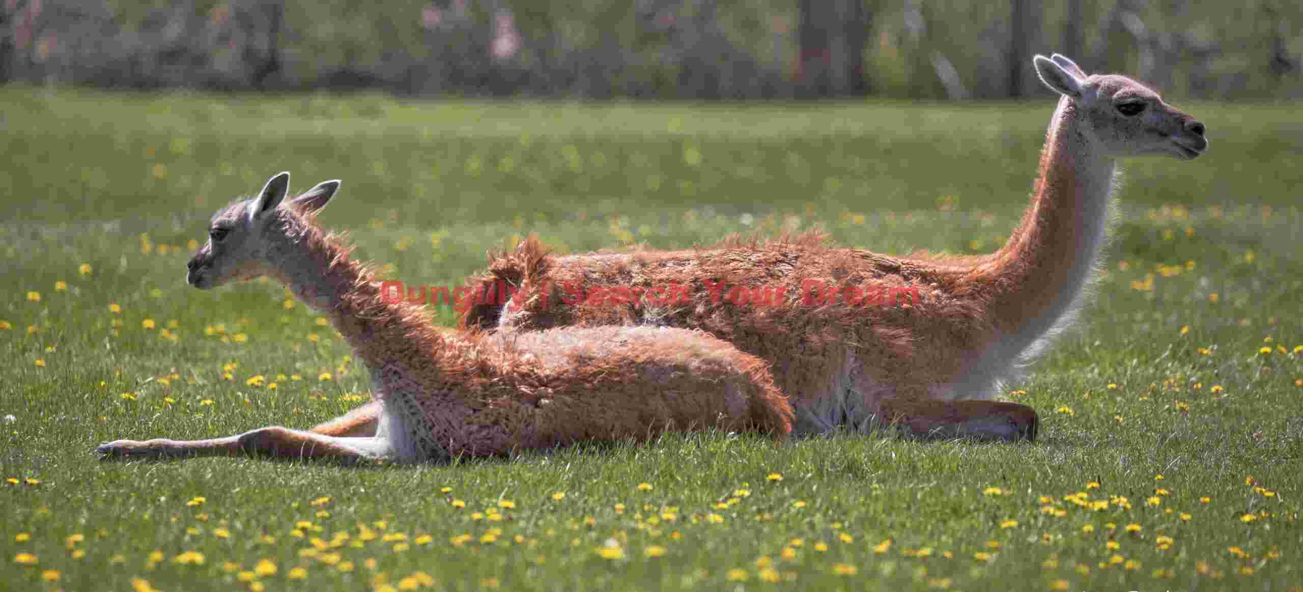 Guanaco pair relaxing on the lawn; Parque Patagonia Headquarters Guanaco Pair Relaxing on the Lawn