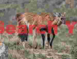 Guanacos Neck Wrestling