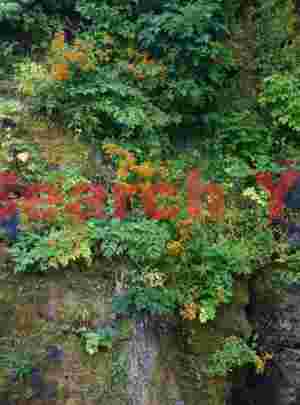Hanging garden in the cleft