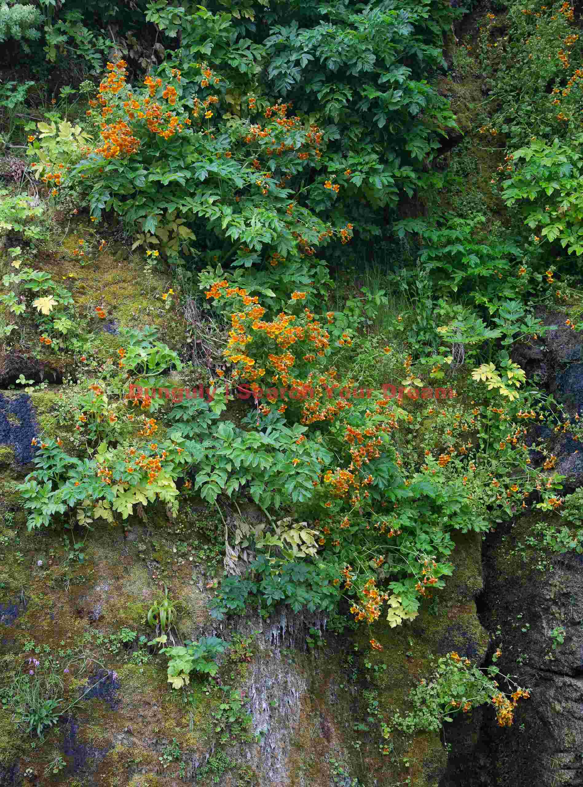 Hanging garden in the cleft; Gjógv, Faroe Islands Hanging garden in the cleft