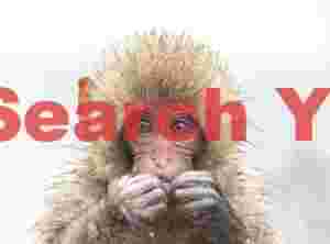 Head of young snow monkey - front