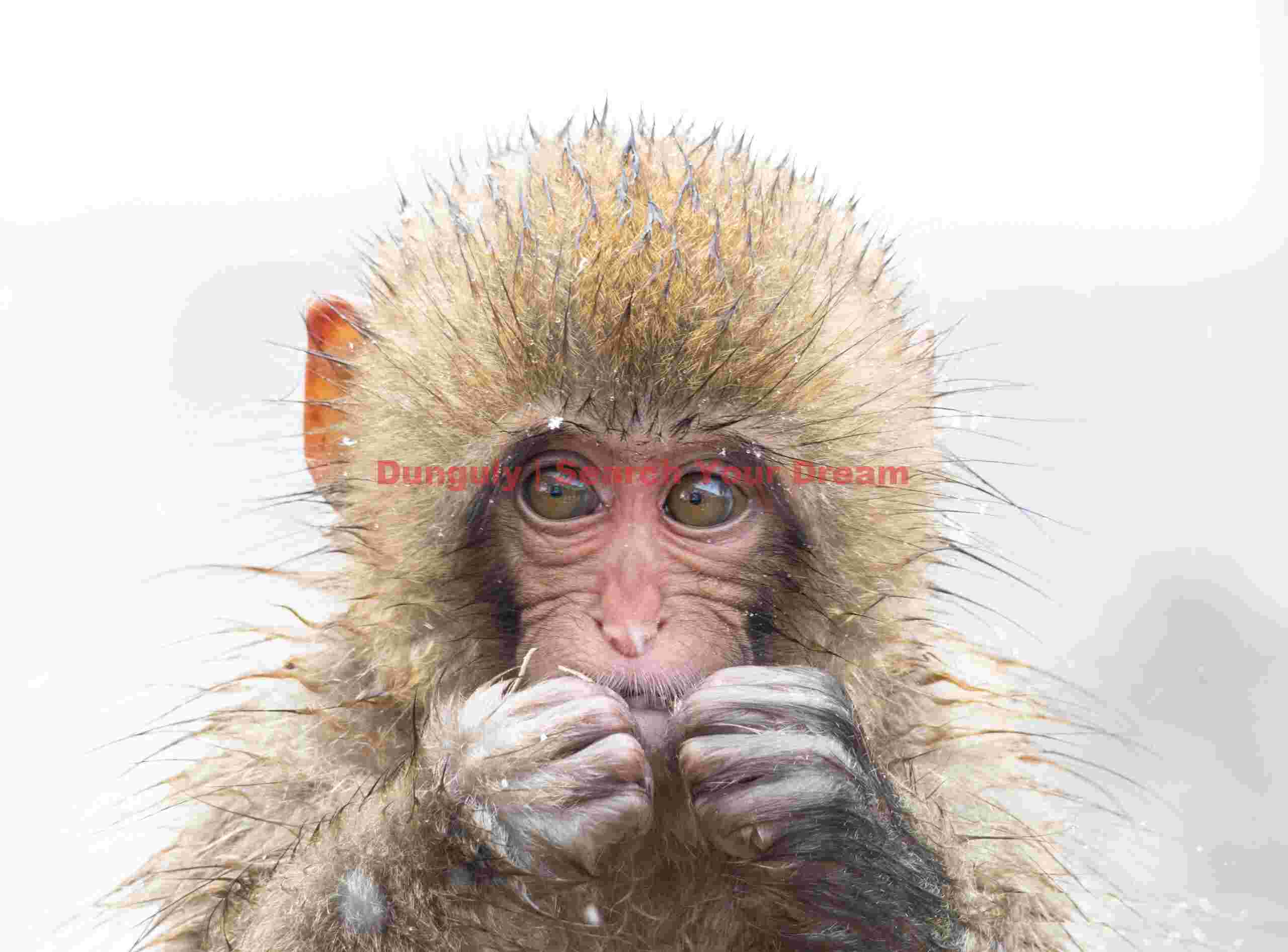 Head of young snow monkey - front; Jigokudani Snow Monkey Park, Japan Head of young snow monkey - front