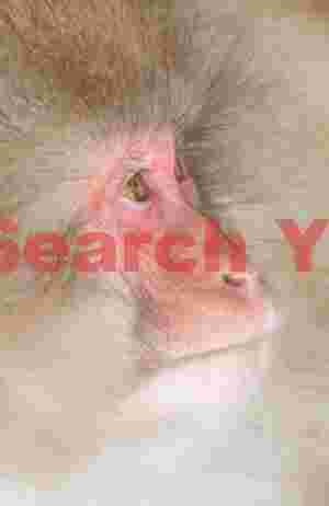 High-key snow monkey portrait