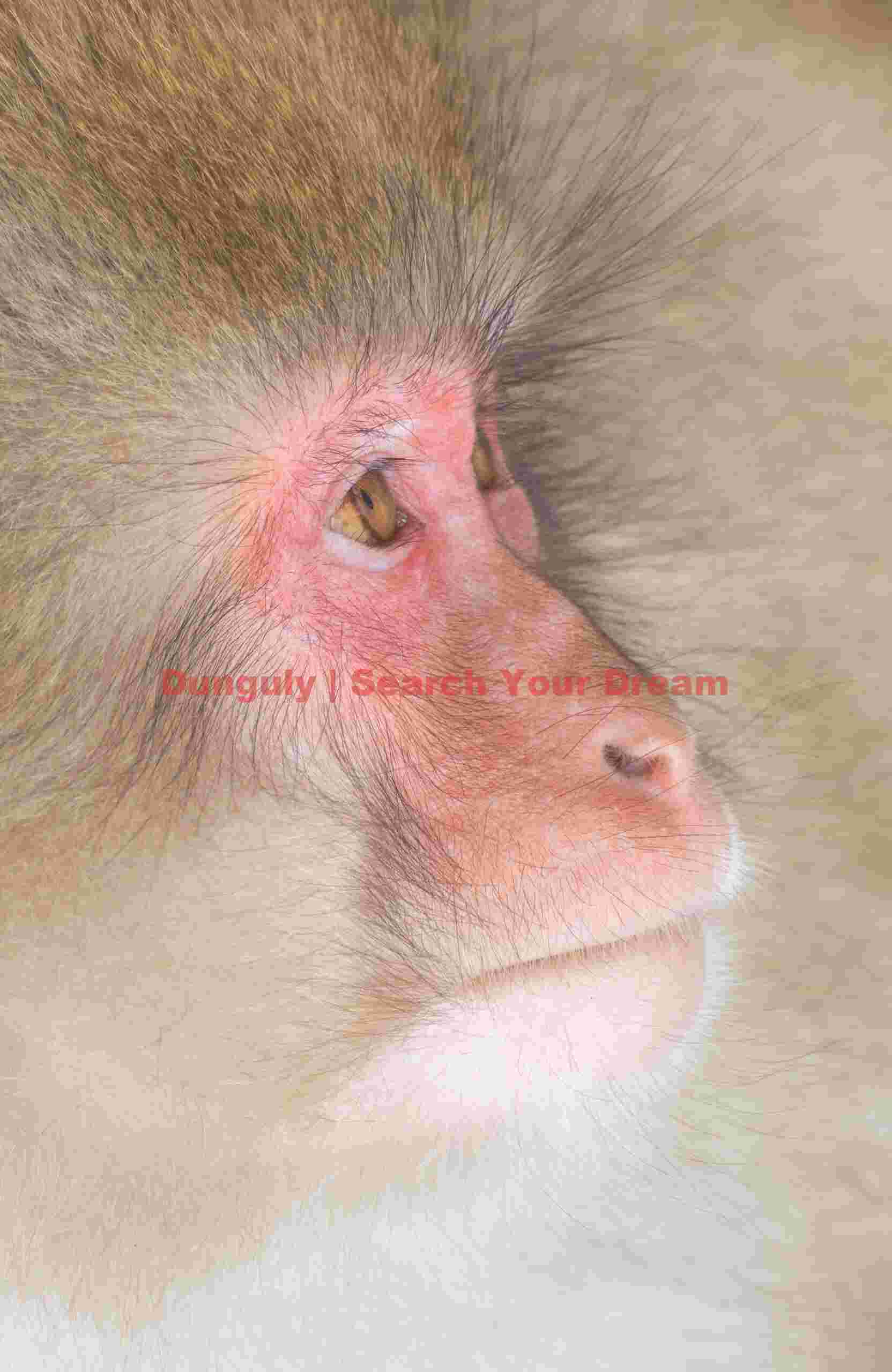 High-key snow monkey portrait; Jigokudani Snow Monkey Park, Japan High-key snow monkey portrait