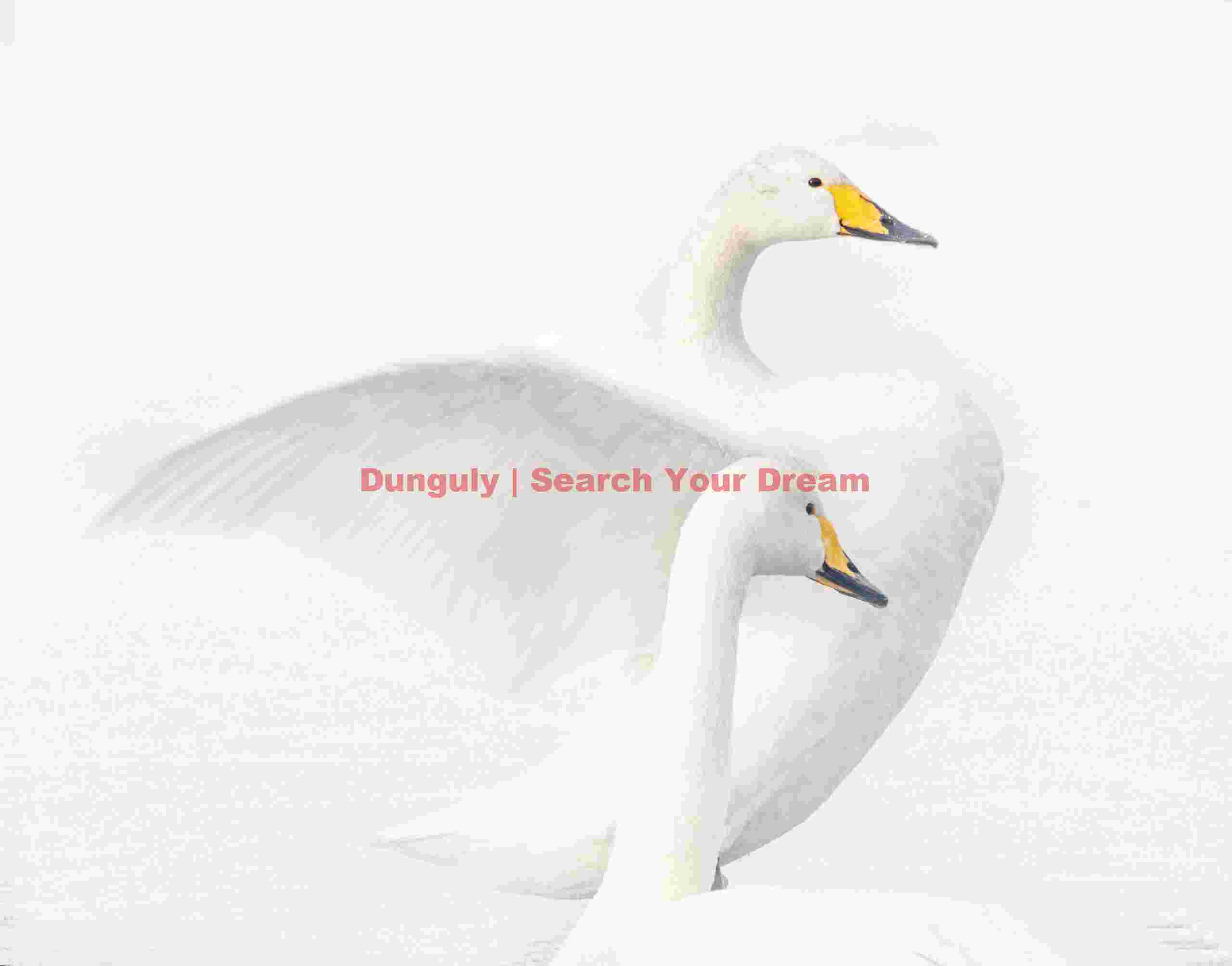 High-key whooper swan pair; ; Lake Kussharo, Hokkaido High-key whooper swan pair