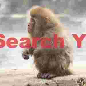 Hunched-up young snow monkey