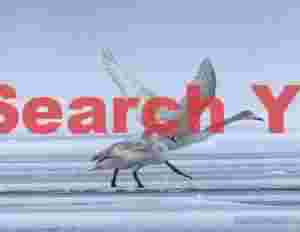 Immature whooper swan take-off from ice