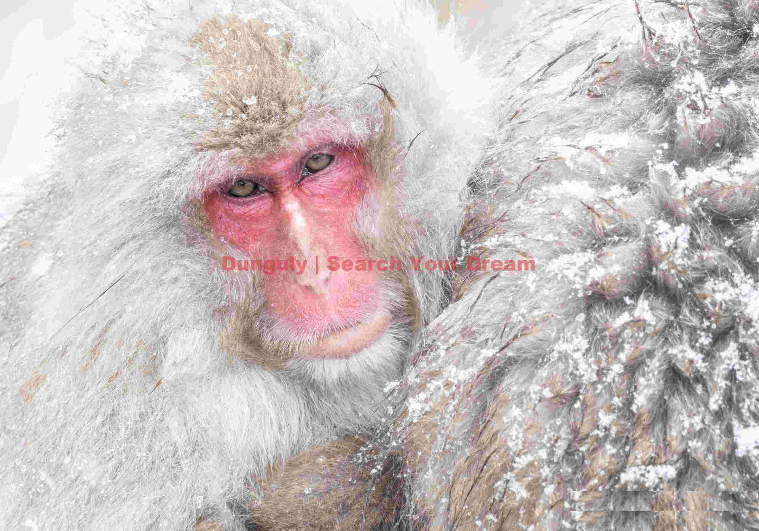 Jigokudani Snow Monkey Park, Japan Jigokudani Snow Monkey Park, Japan