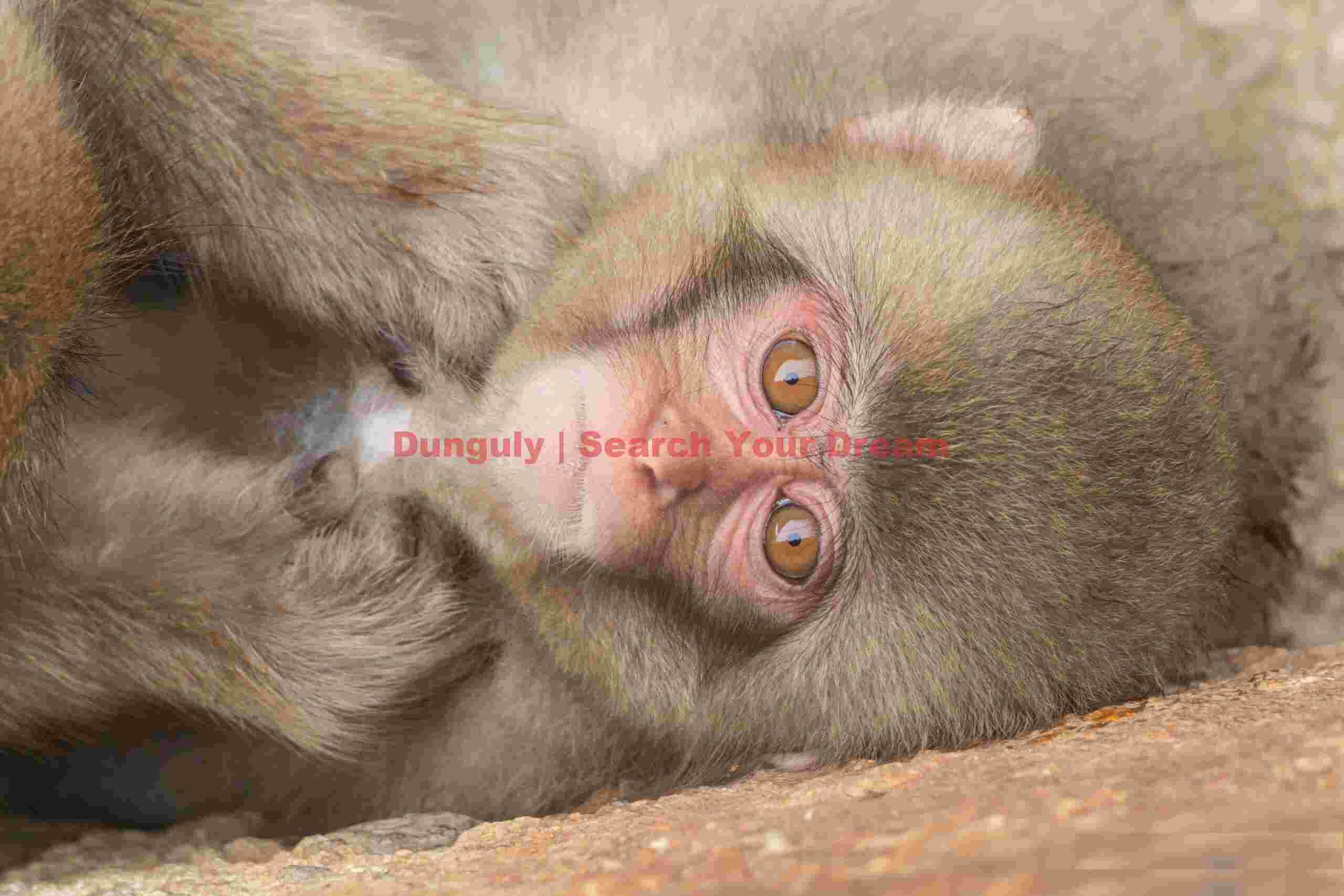 Juvenile snow monkey - Horizontal portrait; Jigokudani Snow Monkey Park, Japan Juvenile snow monkey - Horizontal portrait
