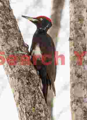 Kumagera, Japan's largest woodpecker