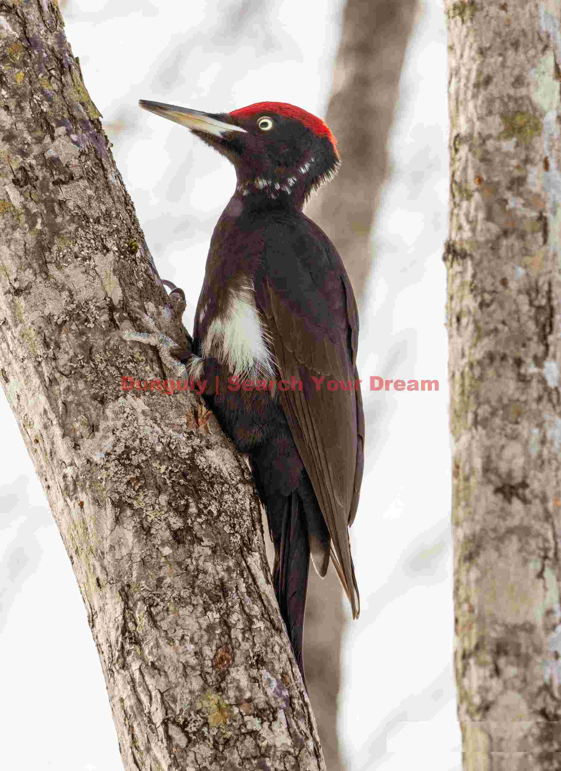 Kumagera, Japan's largest woodpecker; Hokkaido Kumagera, Japan's largest woodpecker