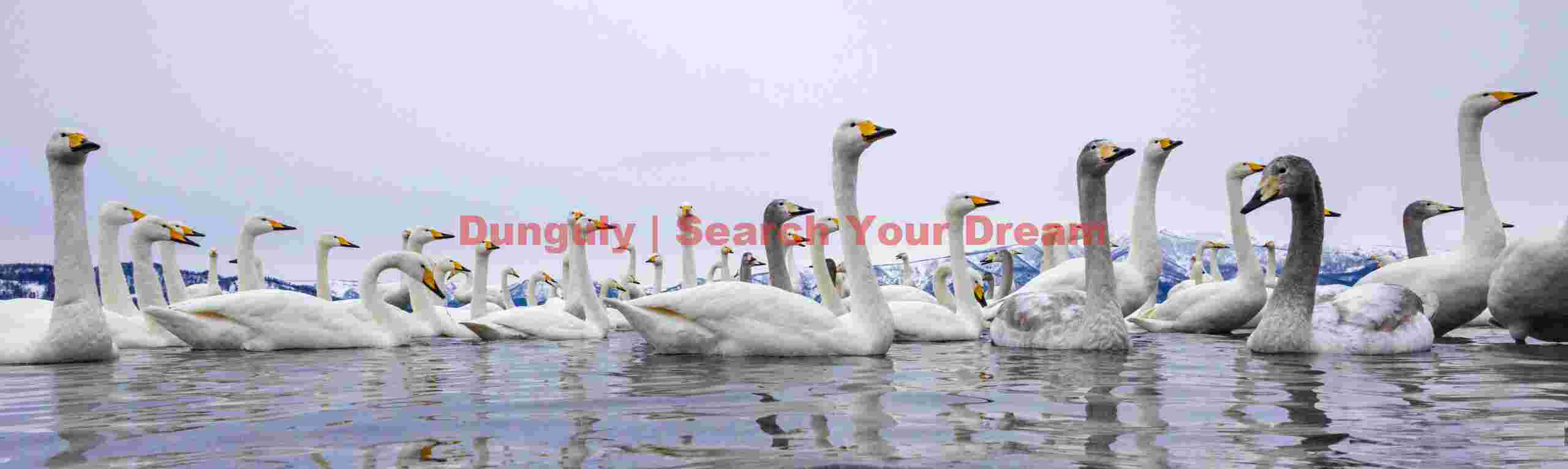 Lake-level view of whooper swand; Lake Kussharo, Hokkaido Lake-level view of whooper swand