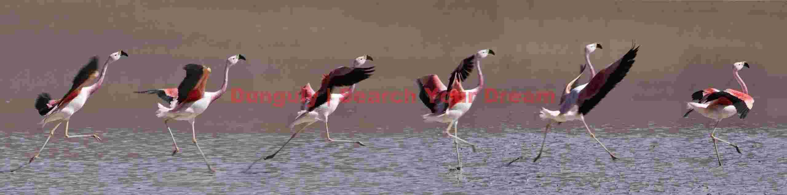 Landing sequence montage, Andean flamingo; Laguna Verde, Bolivia Landing Sequence Montage, Andean Flamingo