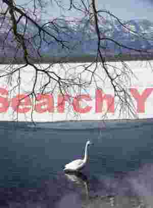 Lone whooper swan with mist, hanging branches and distant mountains