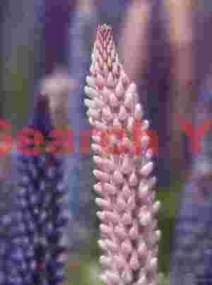 Lupins