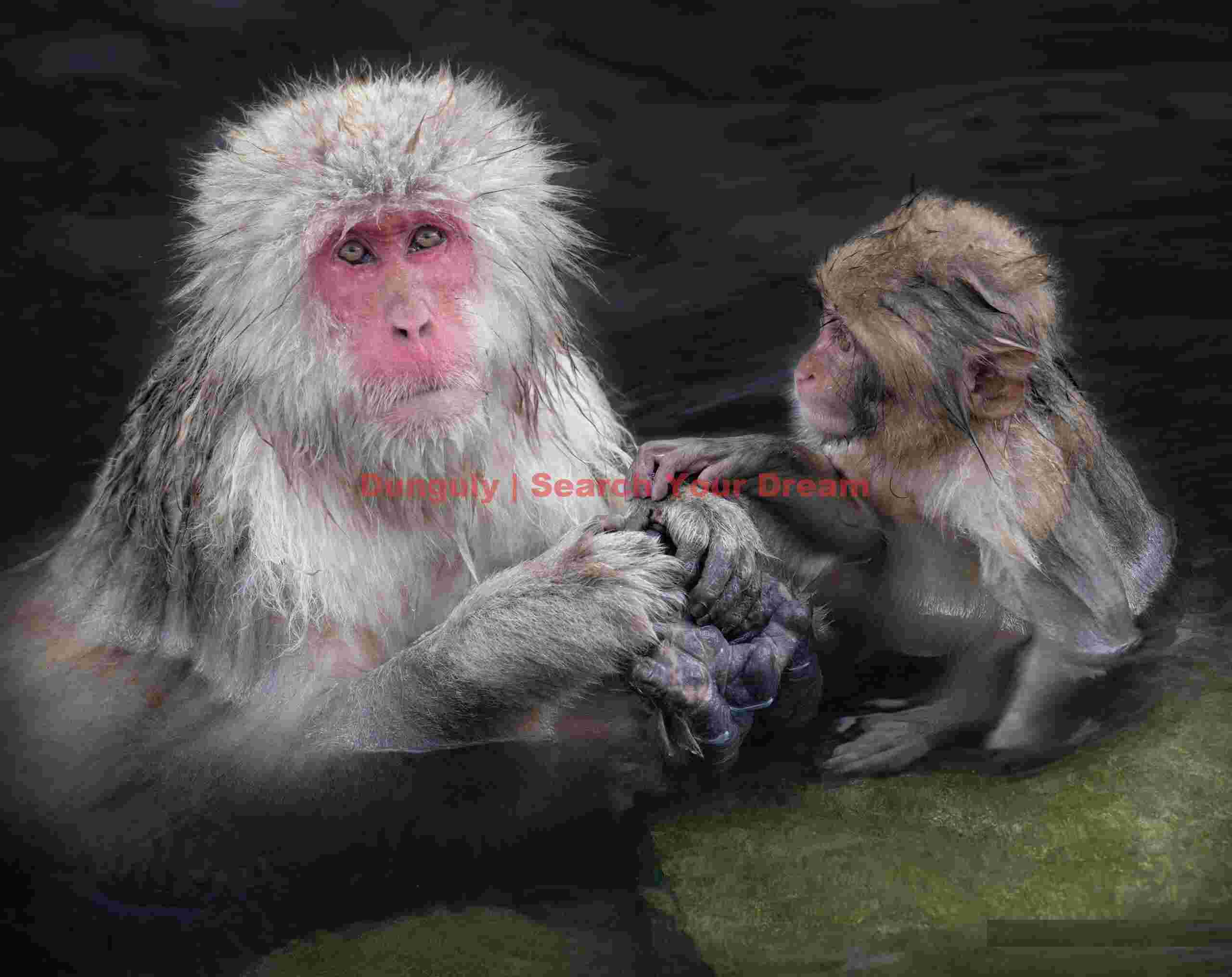 Mother and baby bathng in onsen by green rock; Jigokudani Snow Monkey Park, Japan Mother and baby bathng in onsen by green rock
