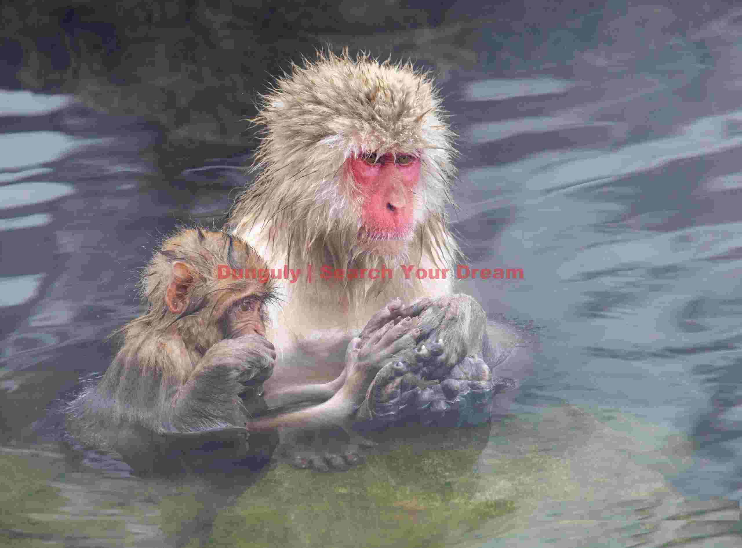 Mother and baby clasping hands in the onsen; Jigokudani Snow Monkey Park, Japan Mother and baby clasping hands in the onsen