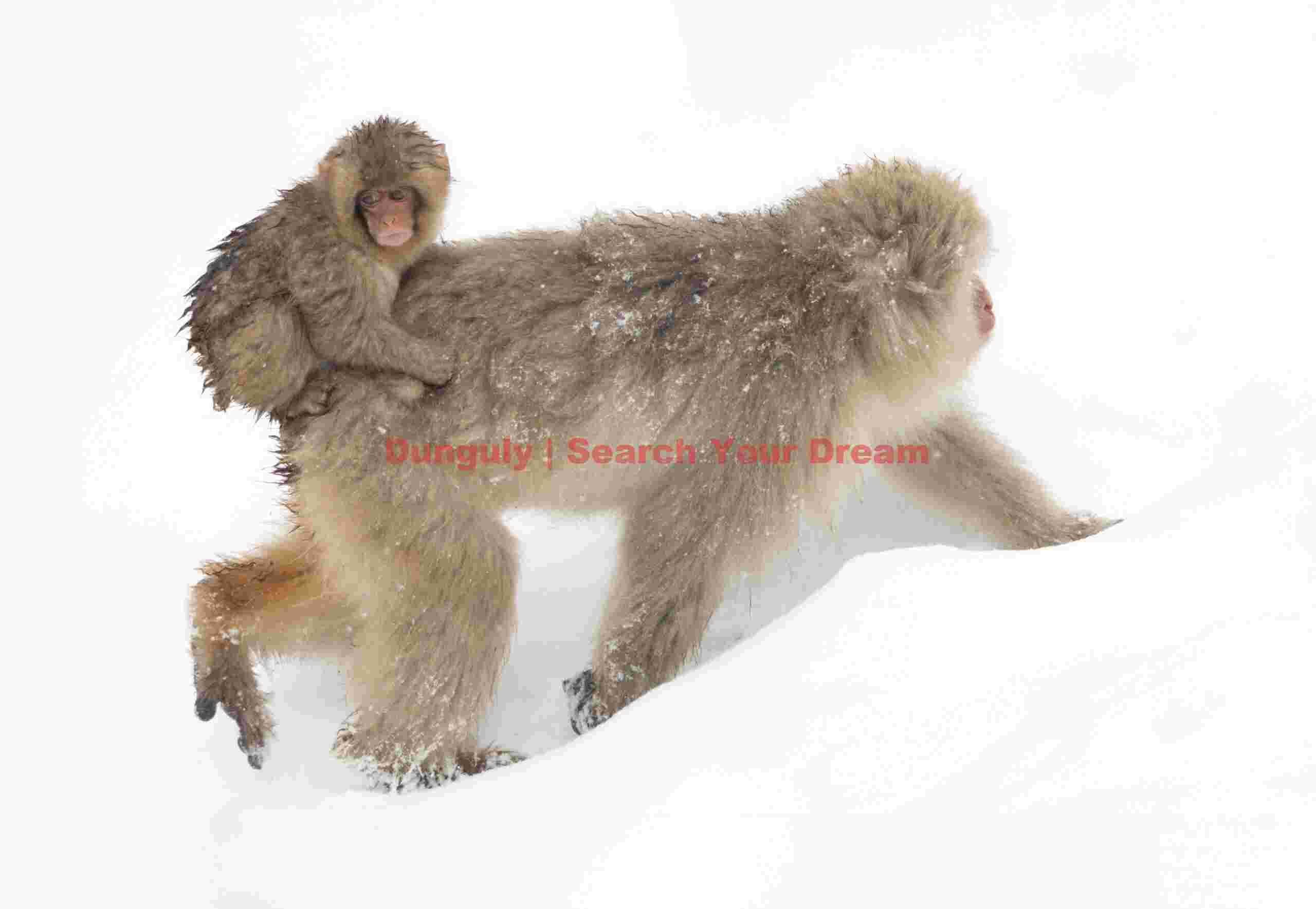 Mother running through snow with baby on back; Jigokudani Snow Monkey Park, Japan Mother running through snow with baby on back