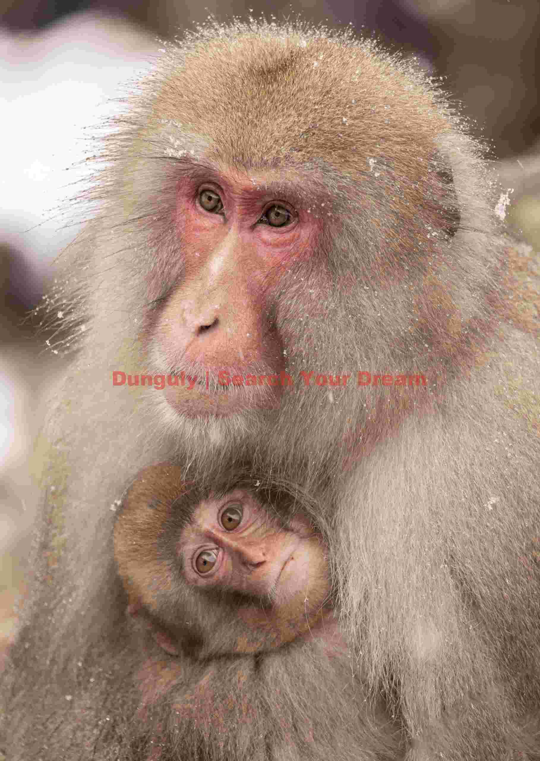 Mother with baby cuddled under chin; Jigokudani Snow Monkey Park, Japan Mother with baby cuddled under chin