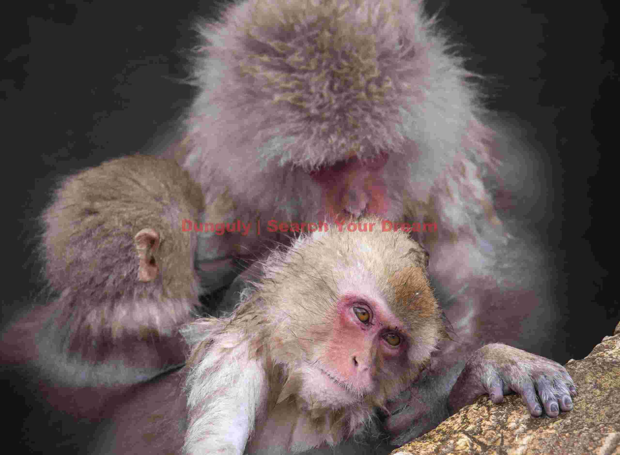 Mother with two youngsters bathing in the onsen; Jigokudani Snow Monkey Park, Japan Mother with two youngsters bathing in the onsen
