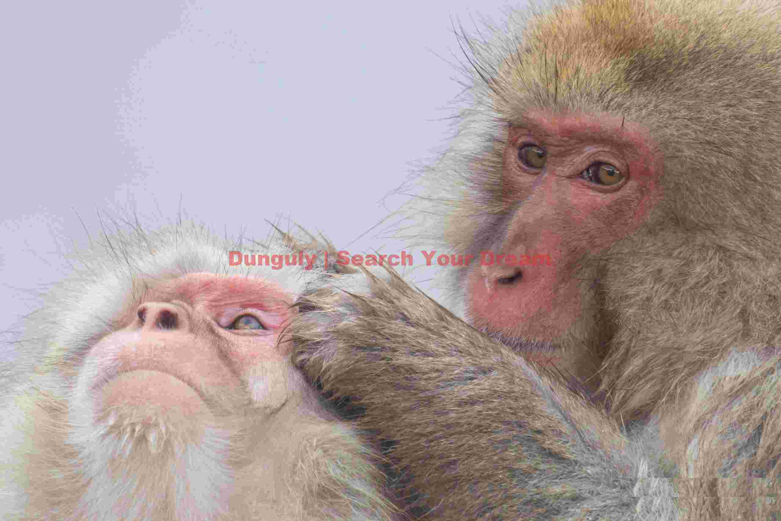 Mutual snow monkey grooming #2; Jigokudani Snow Monkey Park, Japan Mutual snow monkey grooming #2