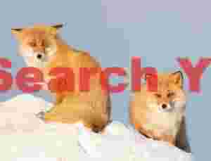 Pair of ezo red foxes on snow mound