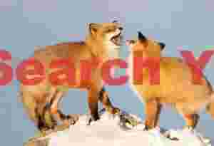 Pair of ezo red foxes, one snarling
