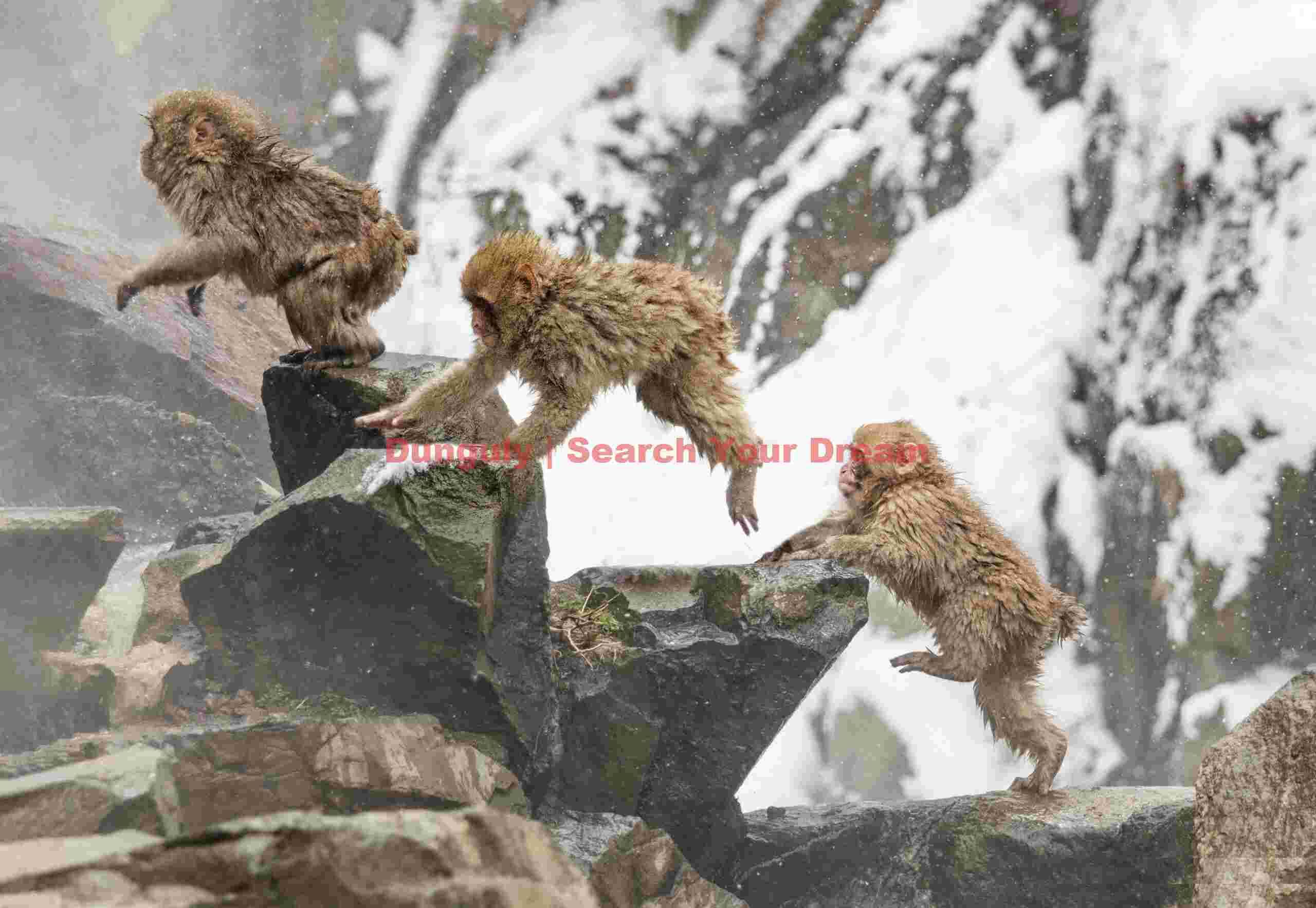 Procession of three snoe monkeys leaping up a staircase of rocks; Jigokudani Snow Monkey Park, Japan Procession of three snoe monkeys leaping up a staircase of rocks