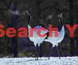 Red-crowned crane duet with breath condensation