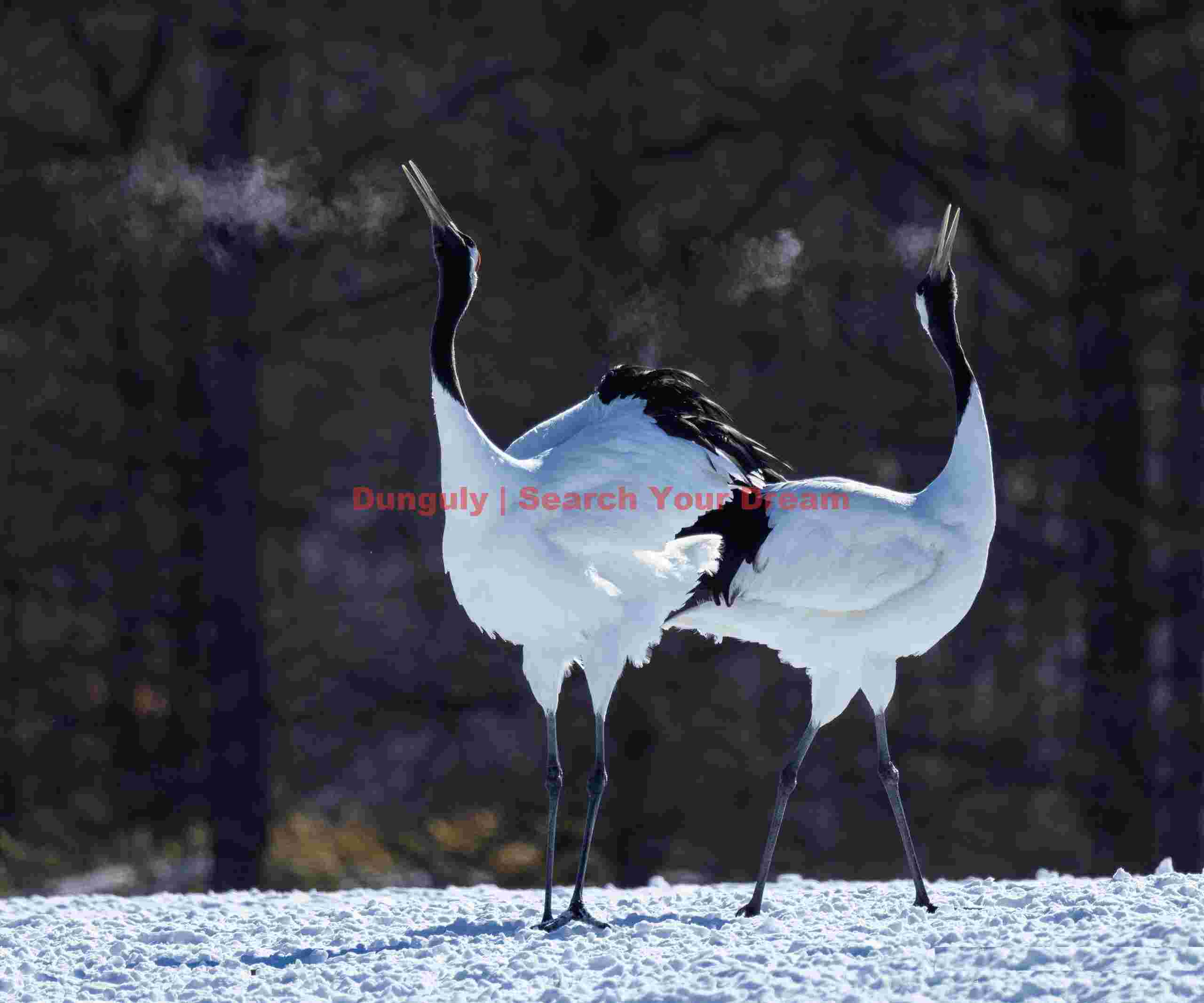 Red-crowned crane duet with breath condensation; Tsurui-Ito Tancho Sanctuary, Hokkaido Red-crowned crane duet with breath condensation