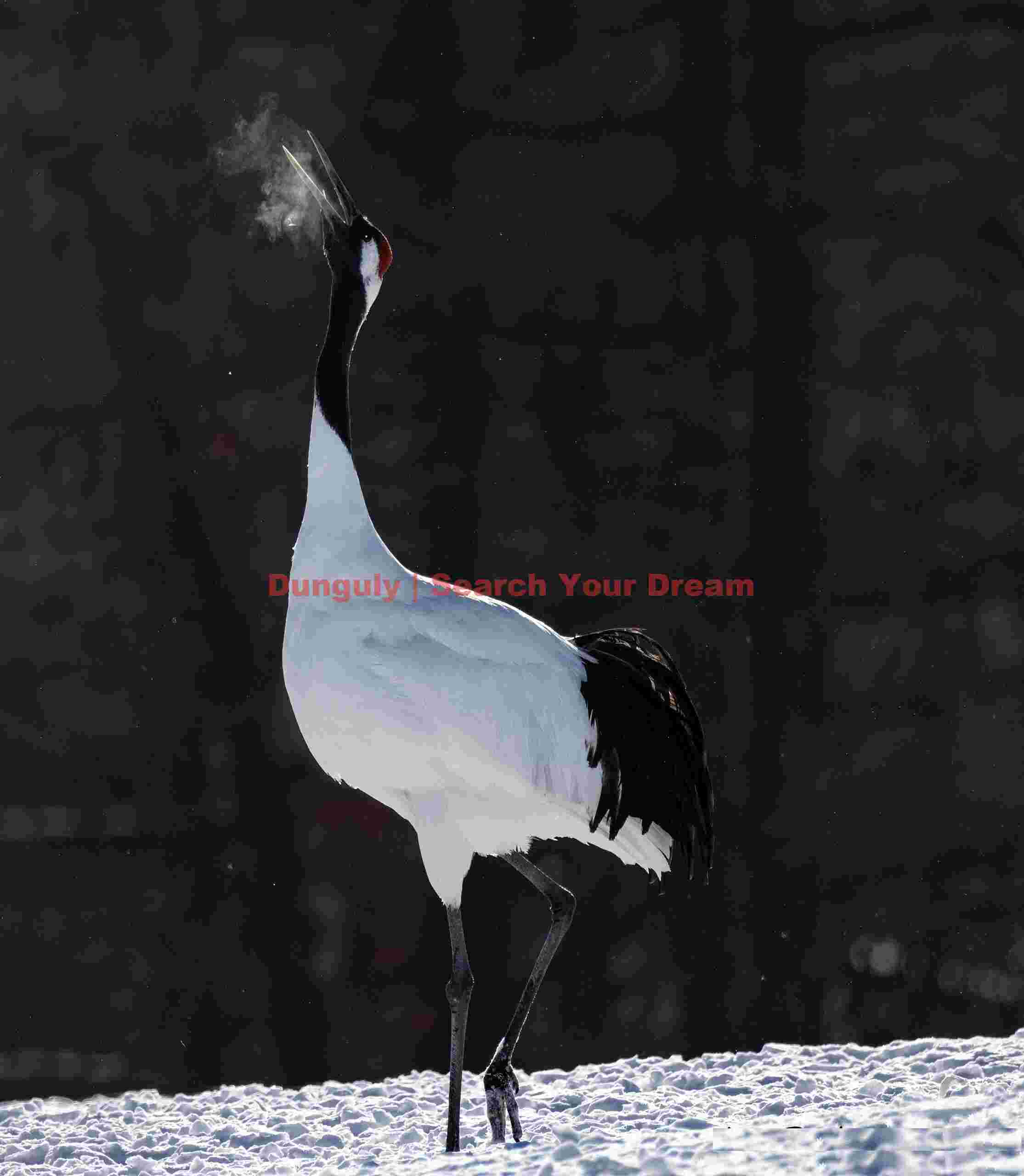 Red-crowned crane exhaling on cold morning; Tsurui-Ito Tancho Sanctuary, Hokkaido Red-crowned crane exhaling on cold morning