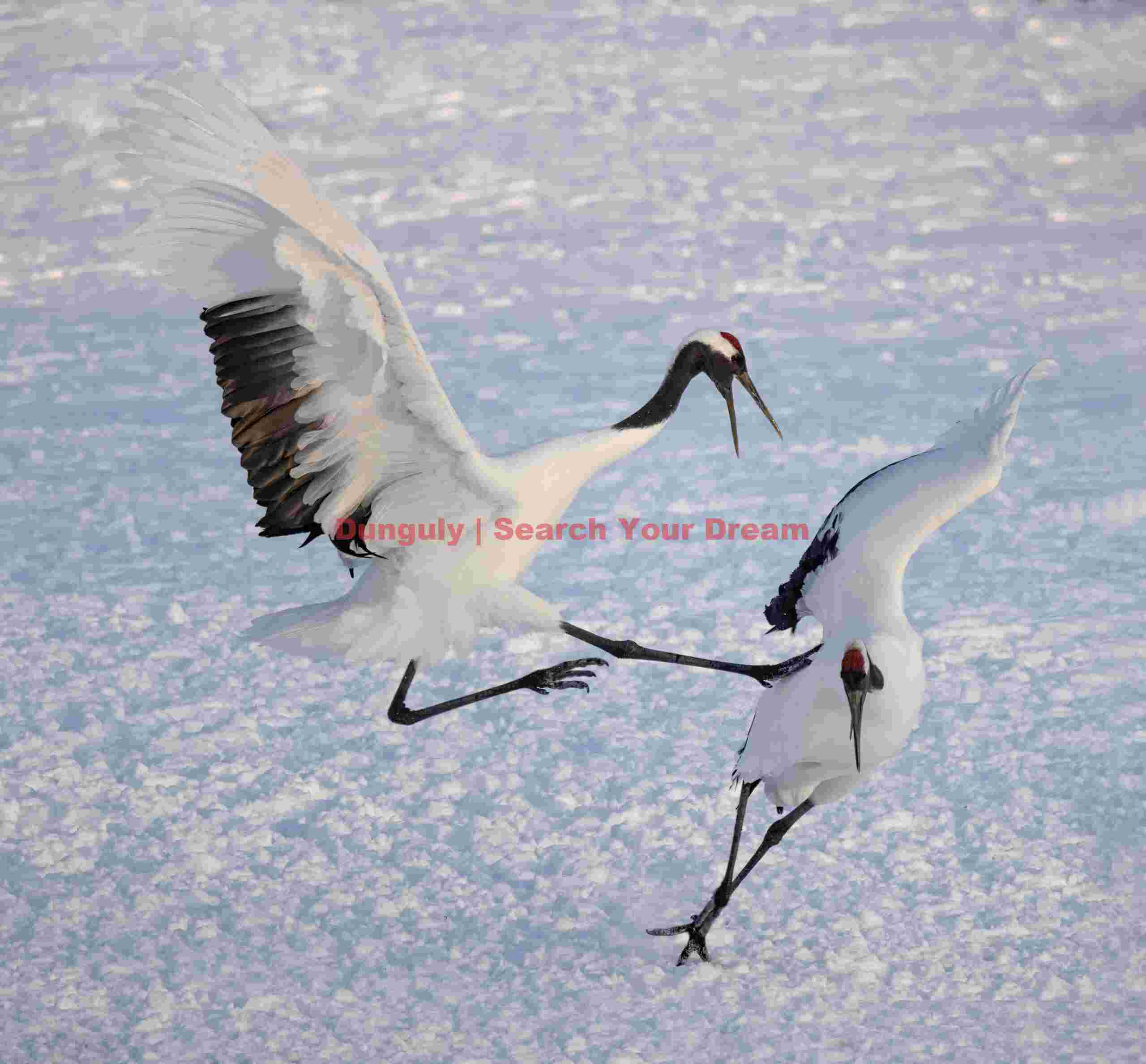 Red-crowned crane - get outa my way! Tsurui-Ito Tancho Sanctuary, Hokkaido Red-crowned crane - get outa my way! Tsurui-Ito Tancho Sanctuary, Hokkaido