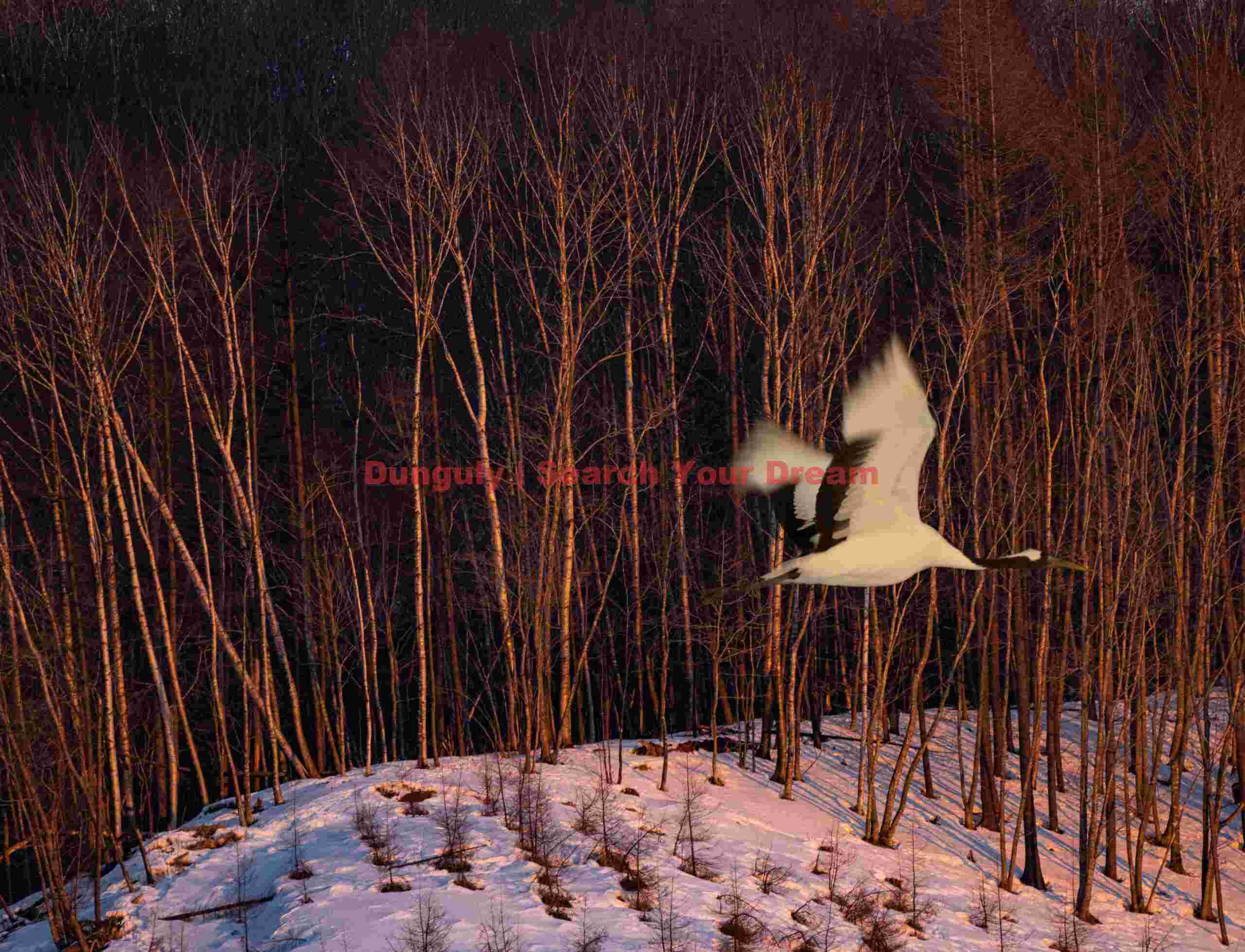 Red-crowned crane in flight past trees in evening light Tsurui-Ito Tancho Sanctuary, Hokkaido Red-crowned crane in flight past trees in evening light Tsurui-Ito Tancho Sanctuary, Hokkaido