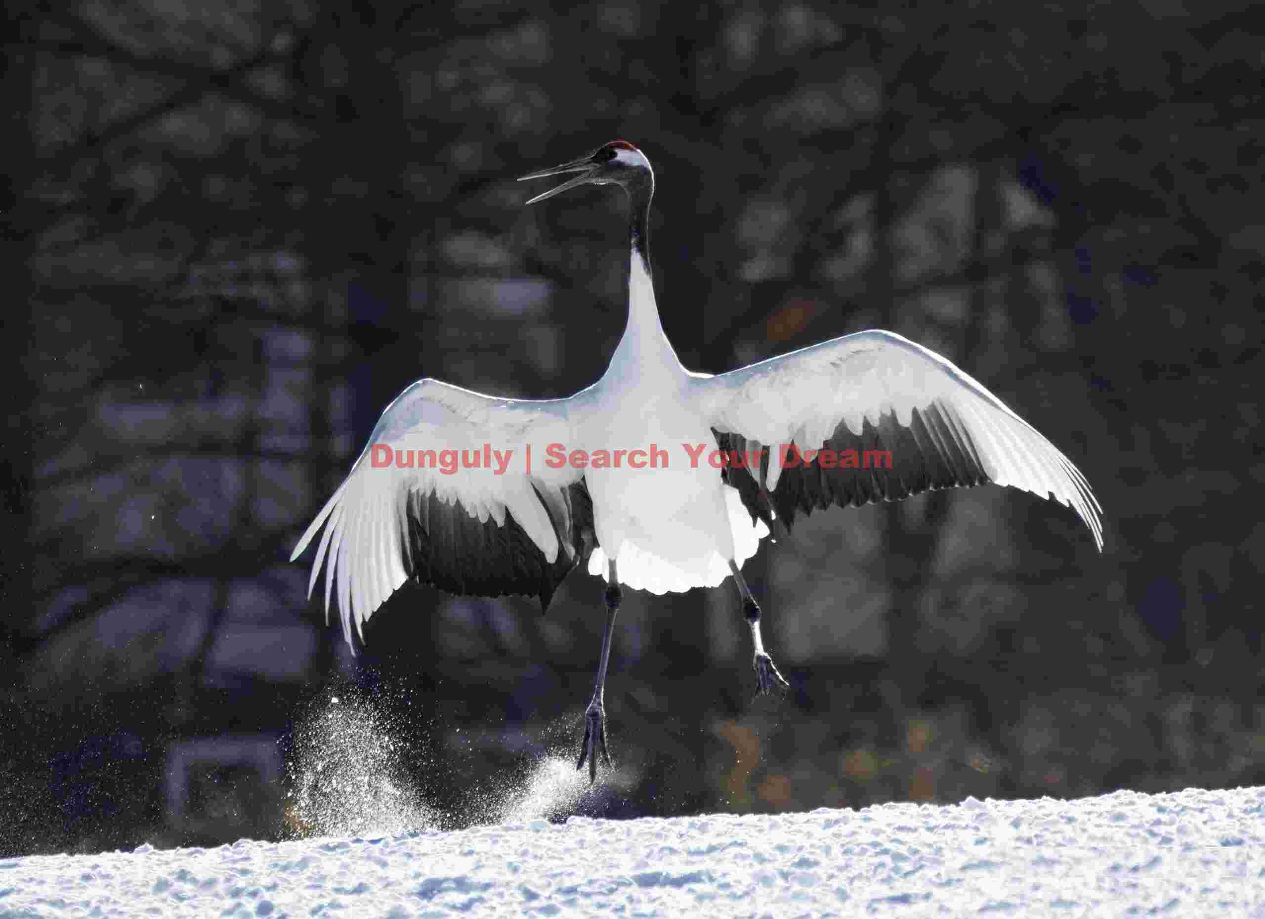 Red-crowned crane jumping with flying snow; Tsurui-Ito Tancho Sanctuary, Hokkaido Red-crowned crane jumping with flying snow