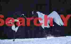 Red-crowned crane pair, heads bent toward each other