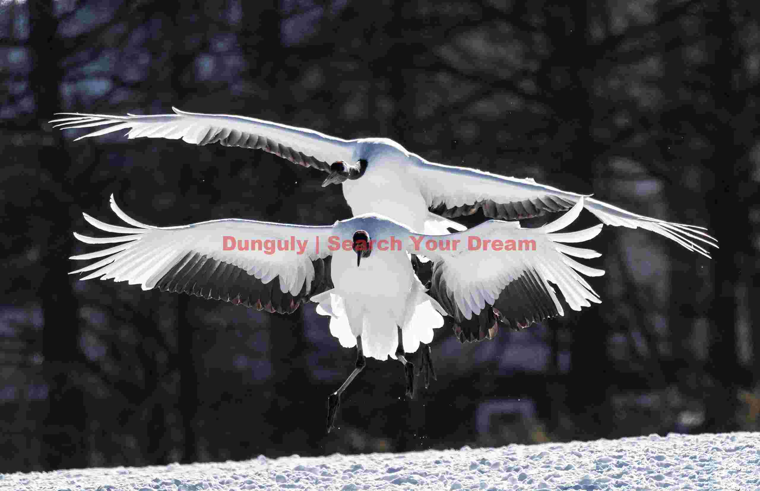 Red-crowned crane pair landing approach; Tsurui-Ito Tancho Sanctuary, Hokkaido Red-crowned crane pair landing approach