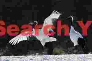 Red-crowned crane pair, one displaying