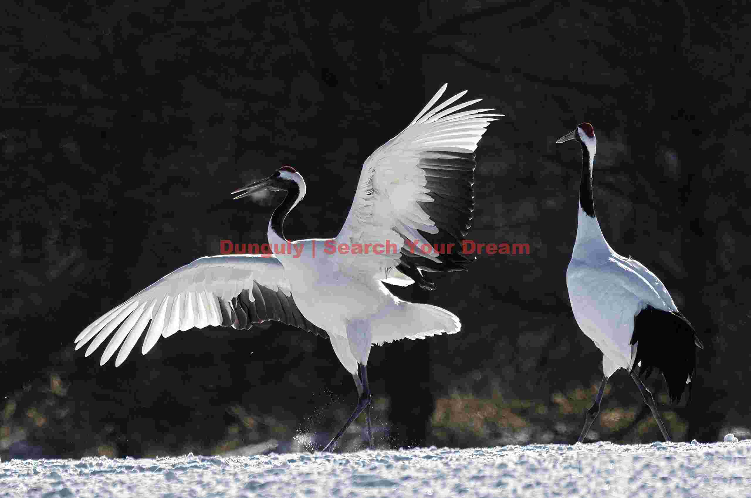 Red-crowned crane pair, one displaying; Tsurui-Ito Tancho Sanctuary, Hokkaido Red-crowned crane pair, one displaying