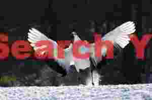 Red-crowned crane, wings outstretched, kicking up snow