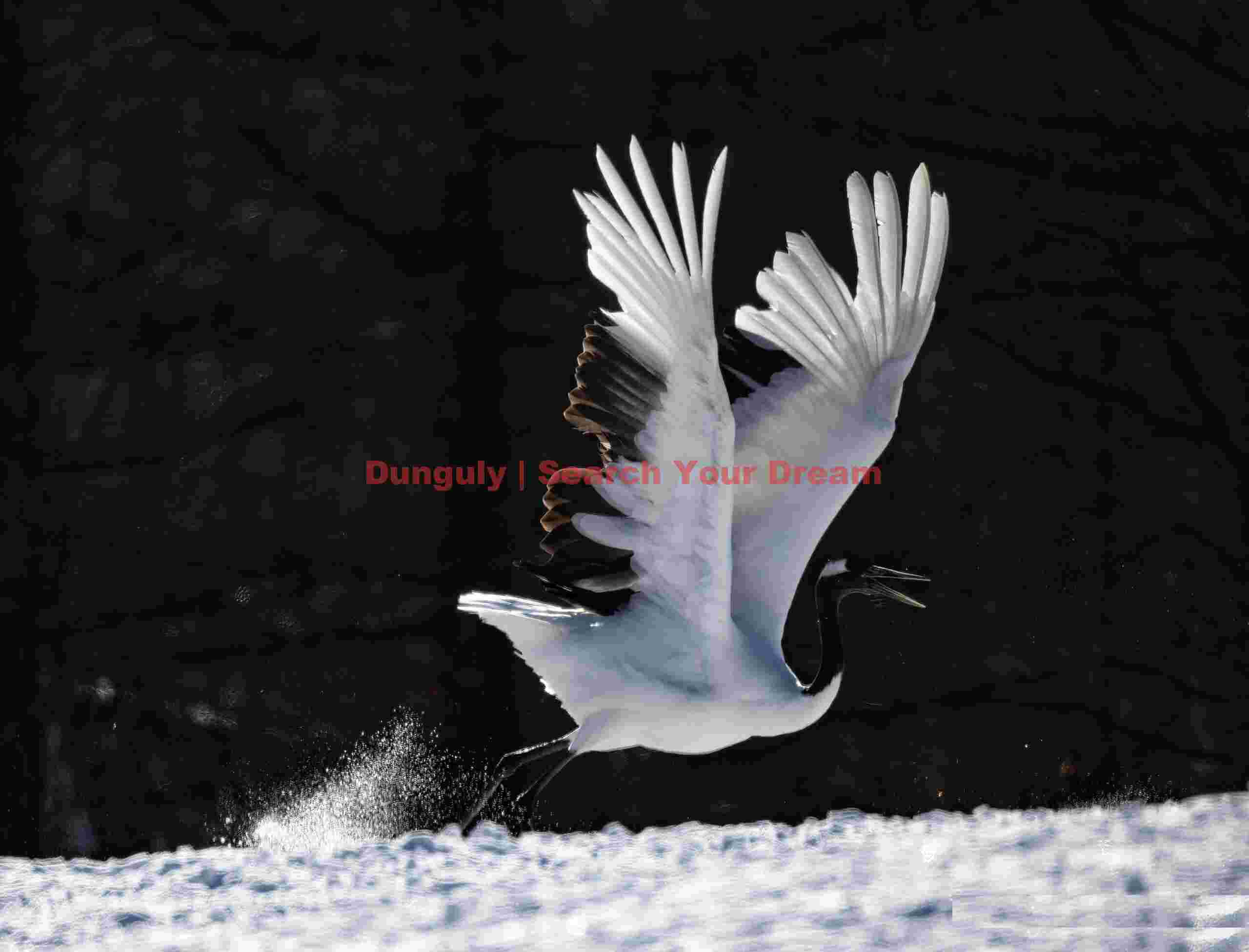Red-crowned crane,horizontal kick-off; Tsurui-Ito Tancho Sanctuary, Hokkaido Red-crowned crane,horizontal kick-off