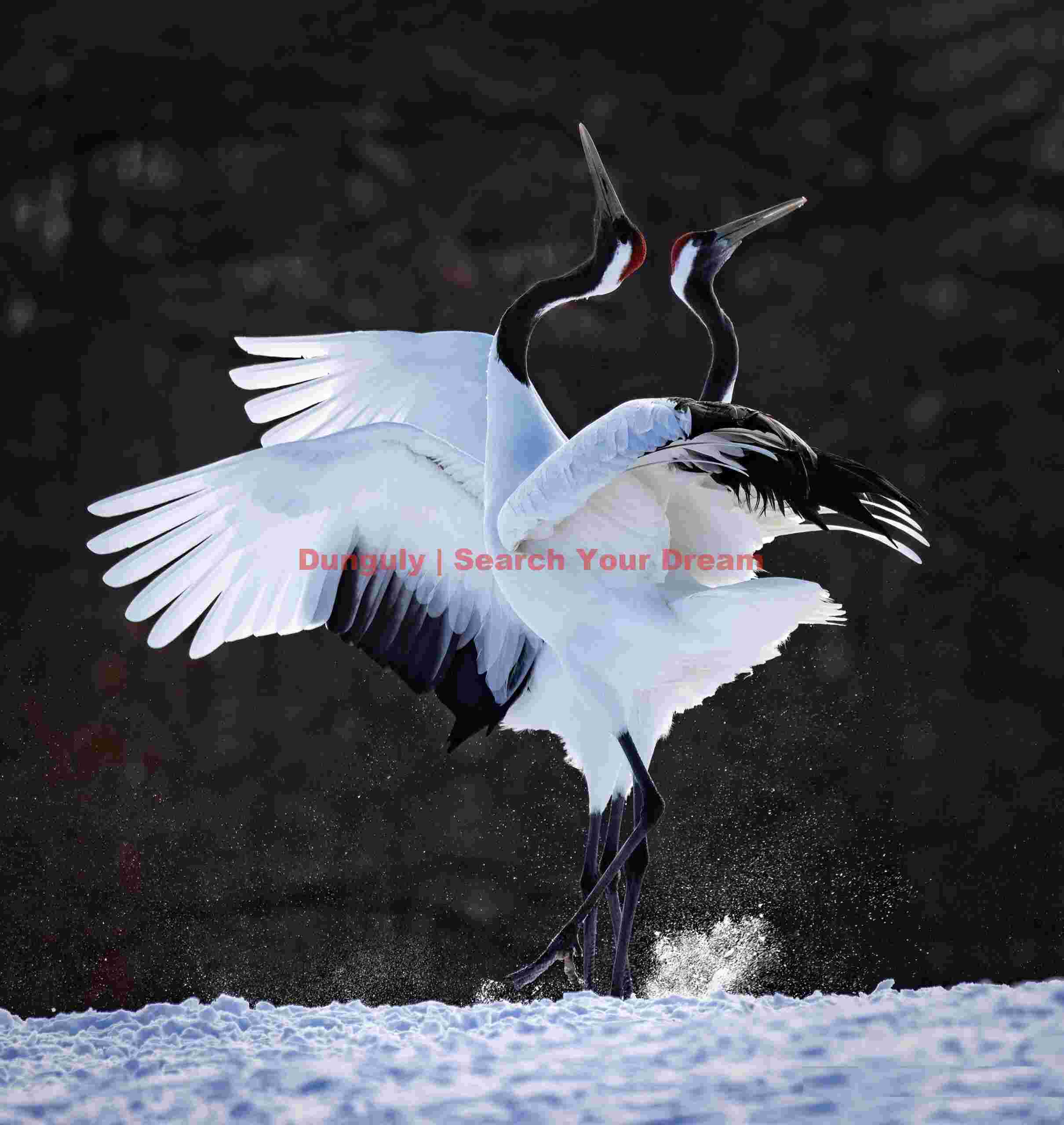 Red-crowned cranes in elegant duet; Tsurui-Ito Tancho Sanctuary, Hokkaido Red-crowned cranes in elegant duet