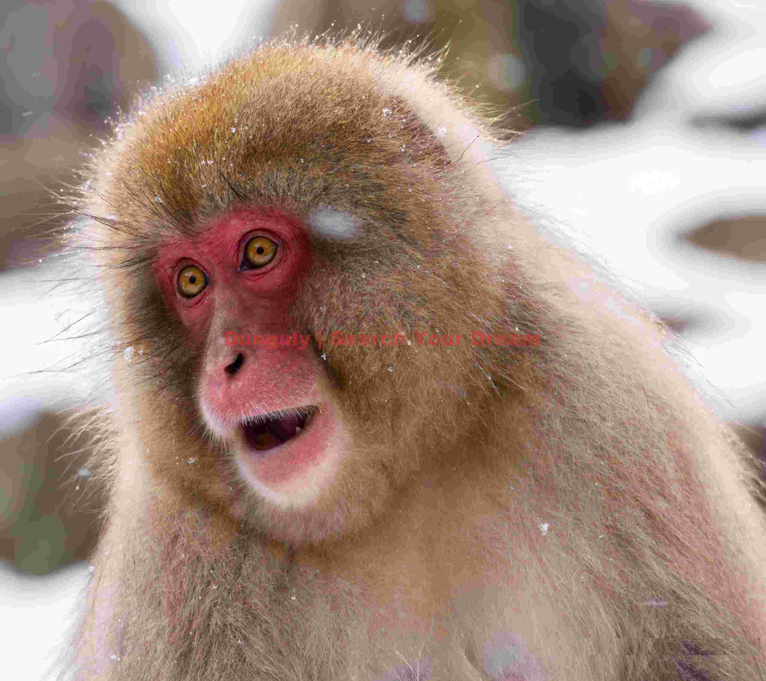 Red-faced, orange-eyed snow monkey portrait; Jigokudani Snow Monkey Park, Japan Red-faced, orange-eyed snow monkey portrait