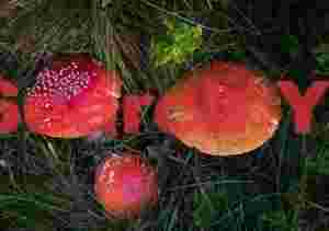 Red mushrooms